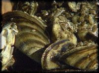 Closeup of a mass of zebra mussels